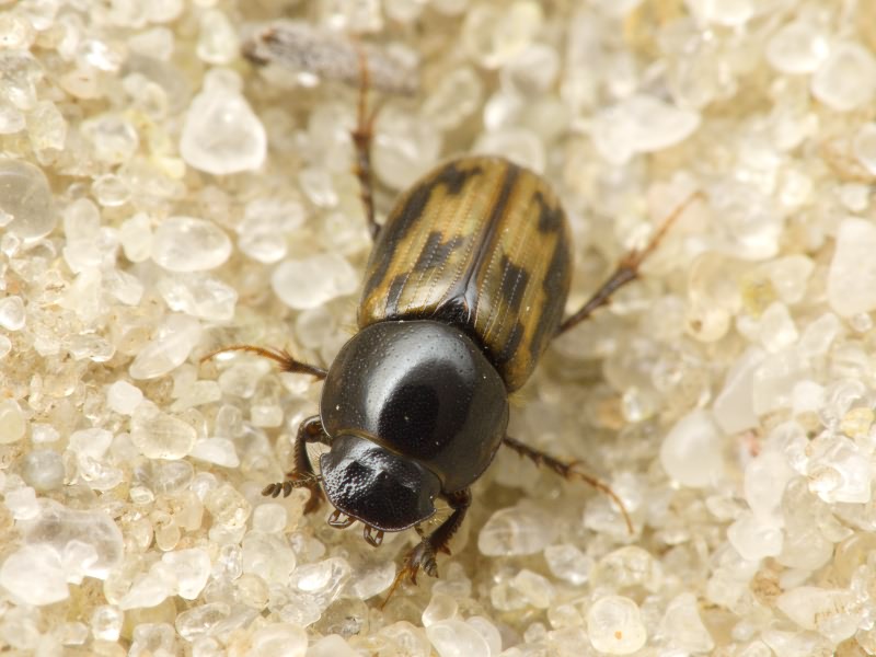Aphodius Illiger, 1798